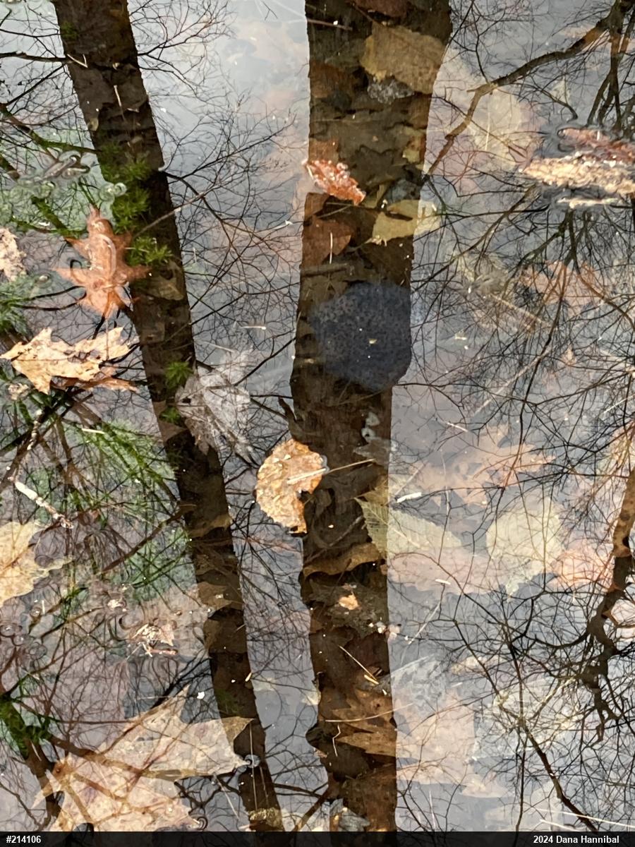 Wood Frog