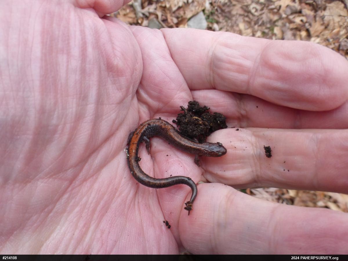 Eastern Red-backed  Salamander