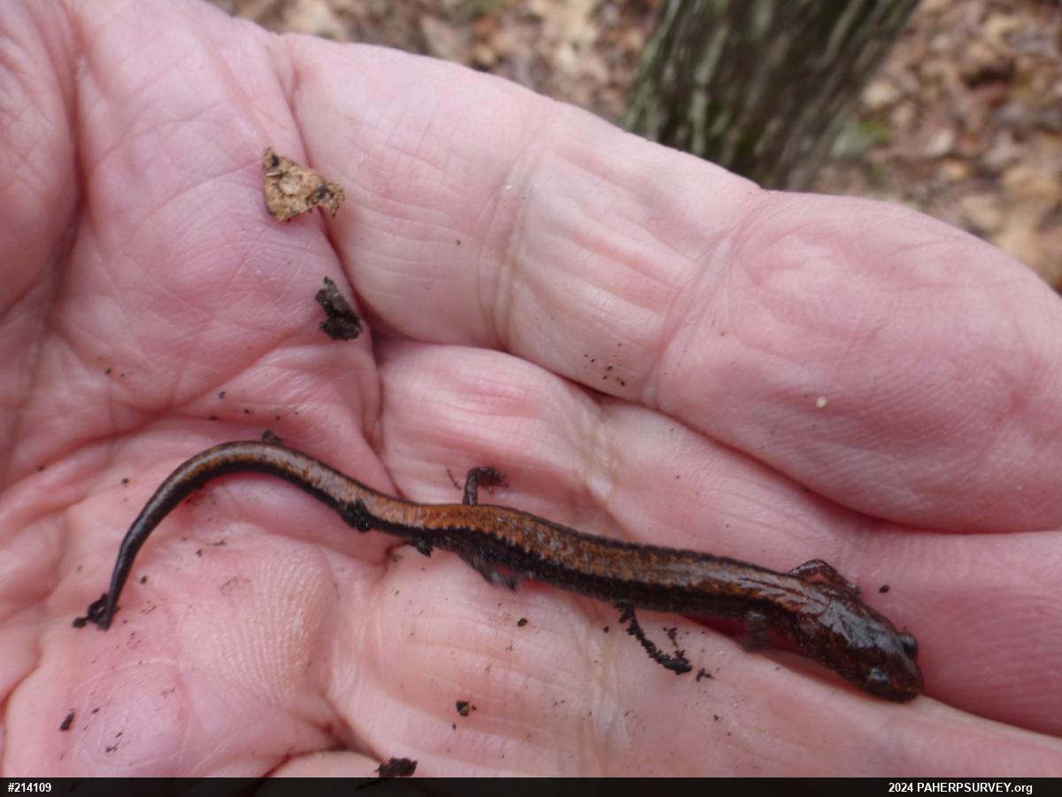 Eastern Red-backed  Salamander