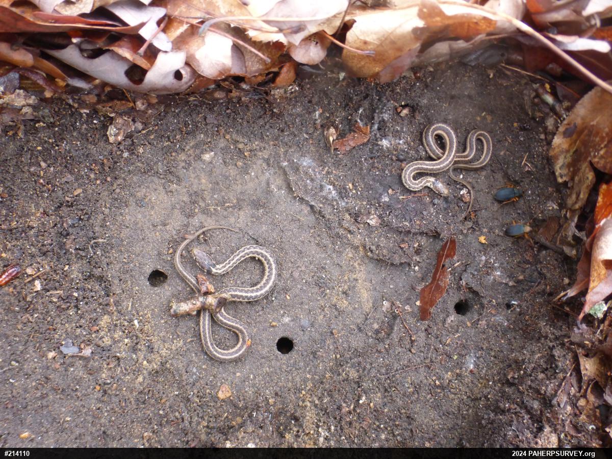 Eastern Gartersnake