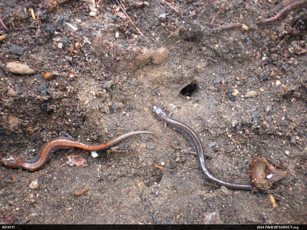Eastern Red-backed  Salamander