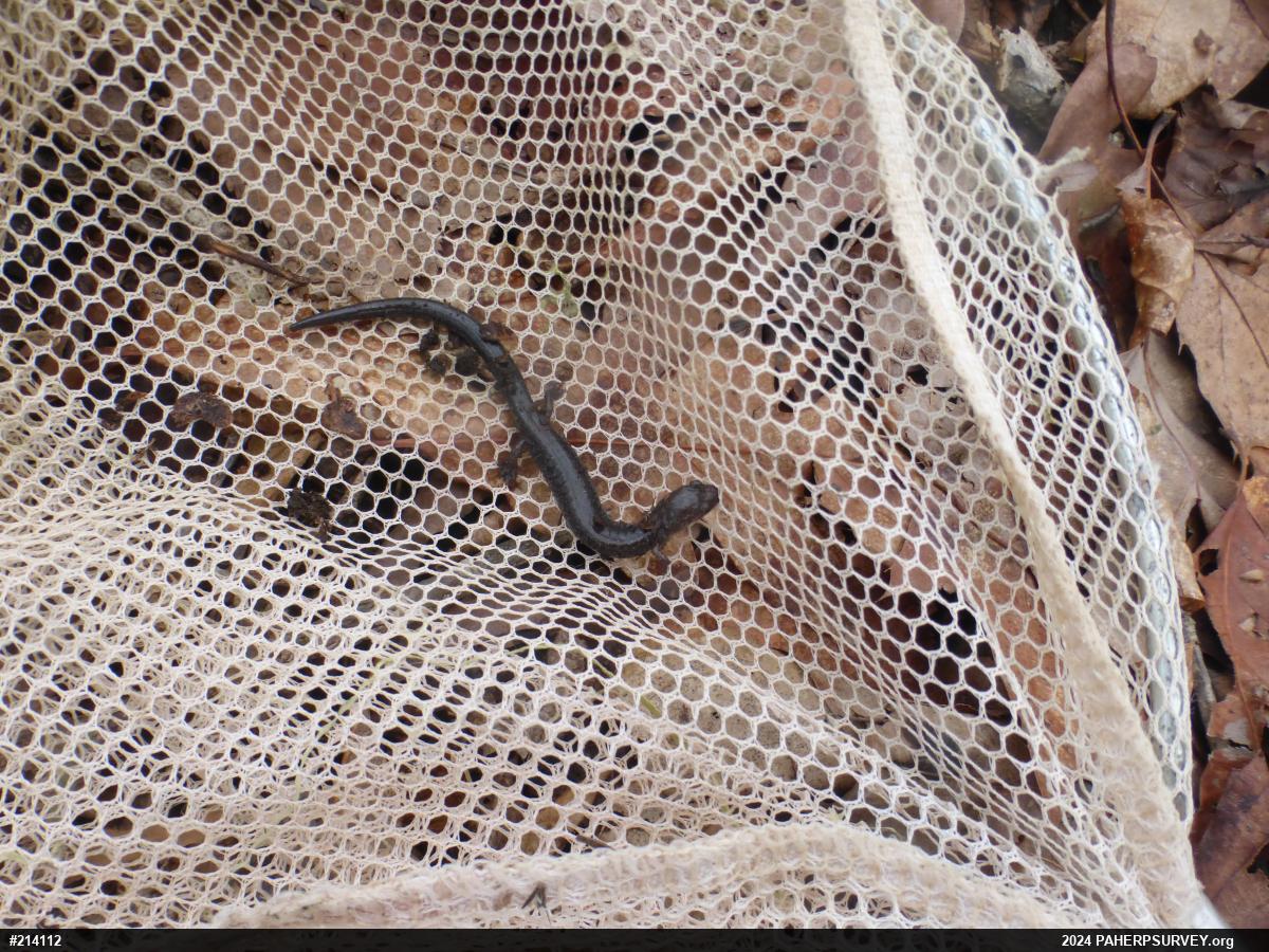 Eastern Red-backed  Salamander