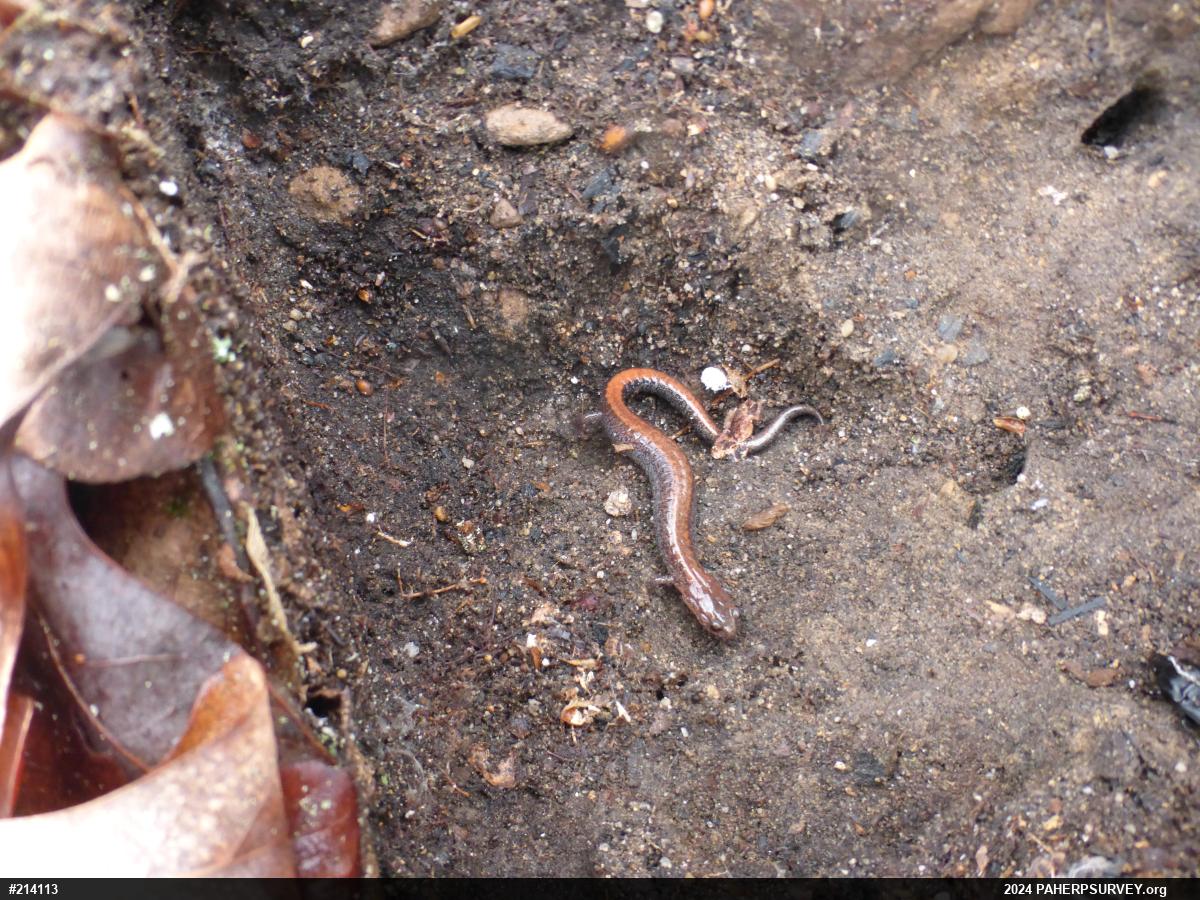 Eastern Red-backed  Salamander
