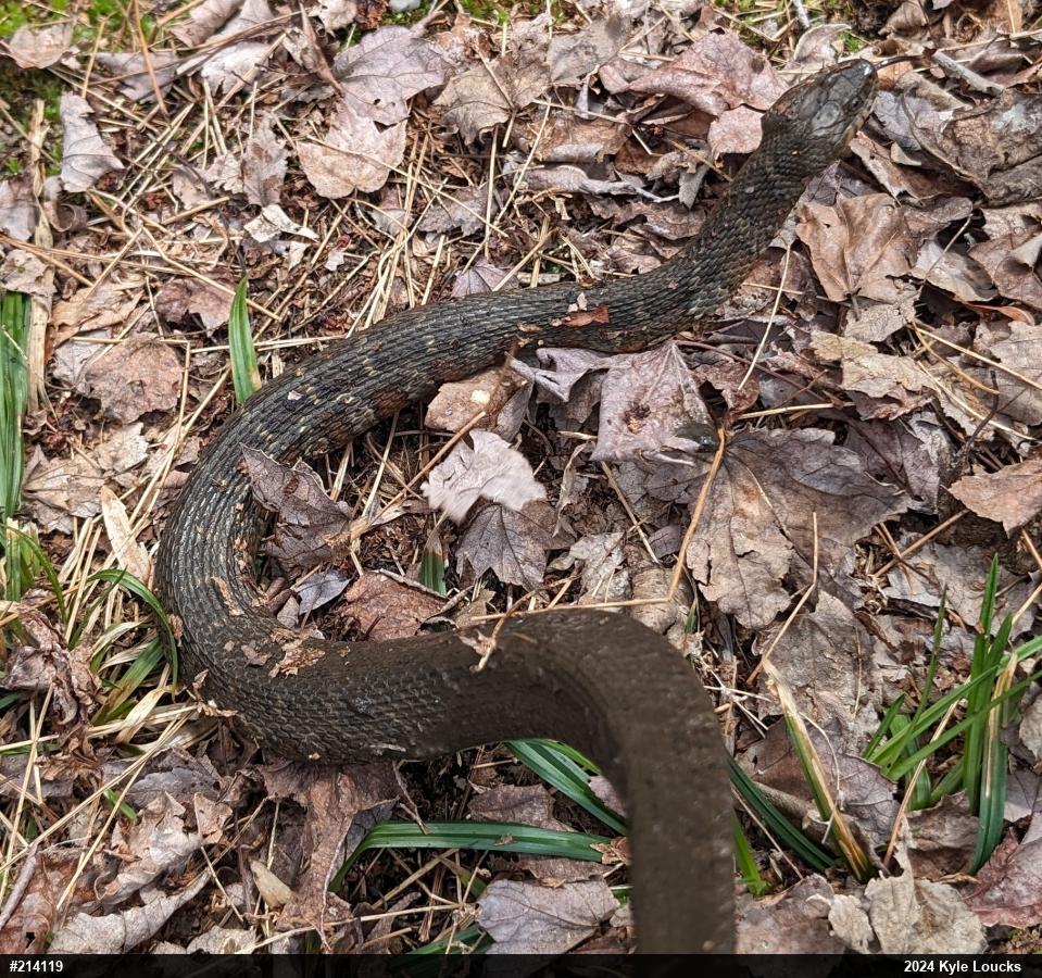 Northern Watersnake