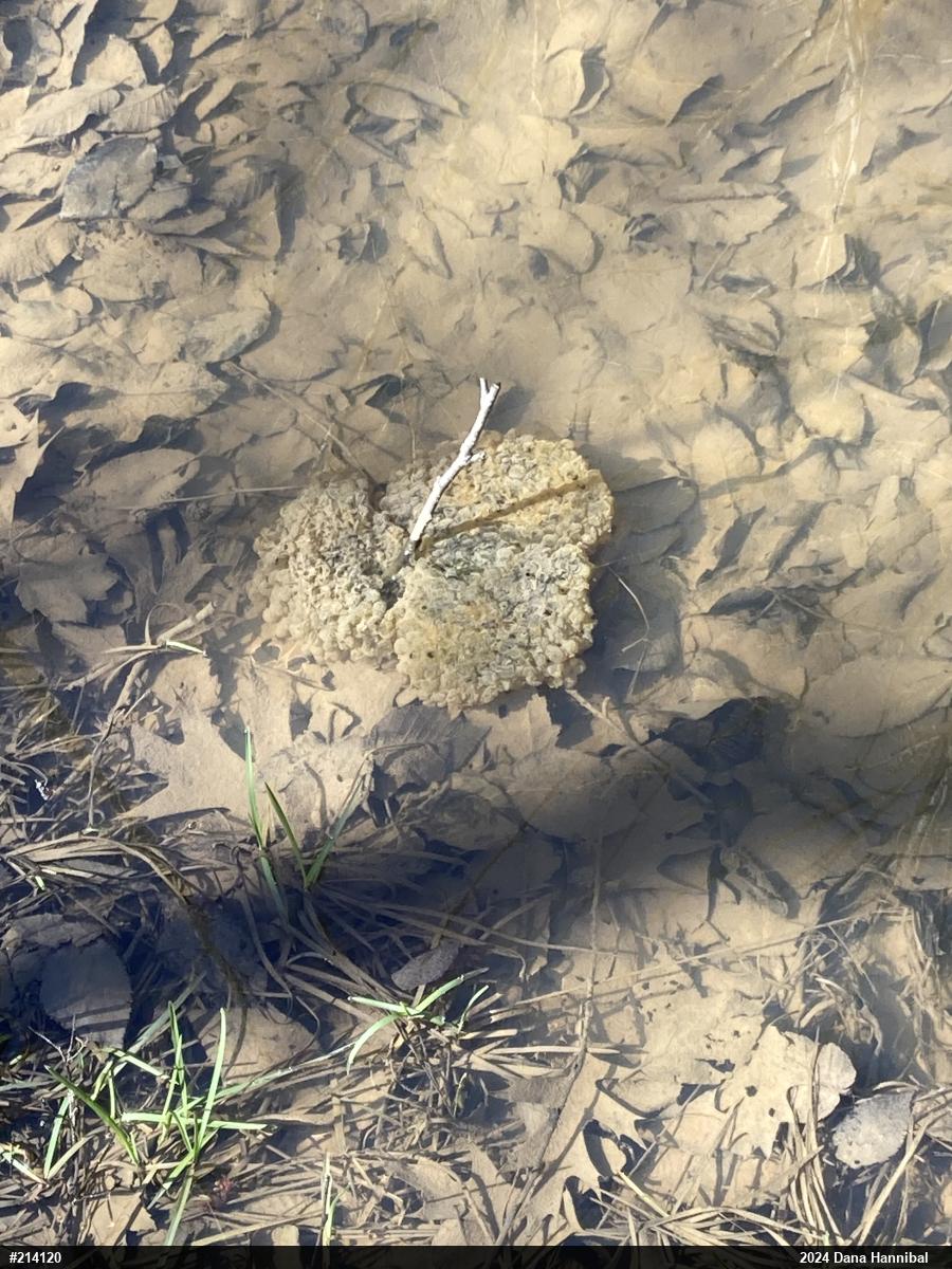 Wood Frog