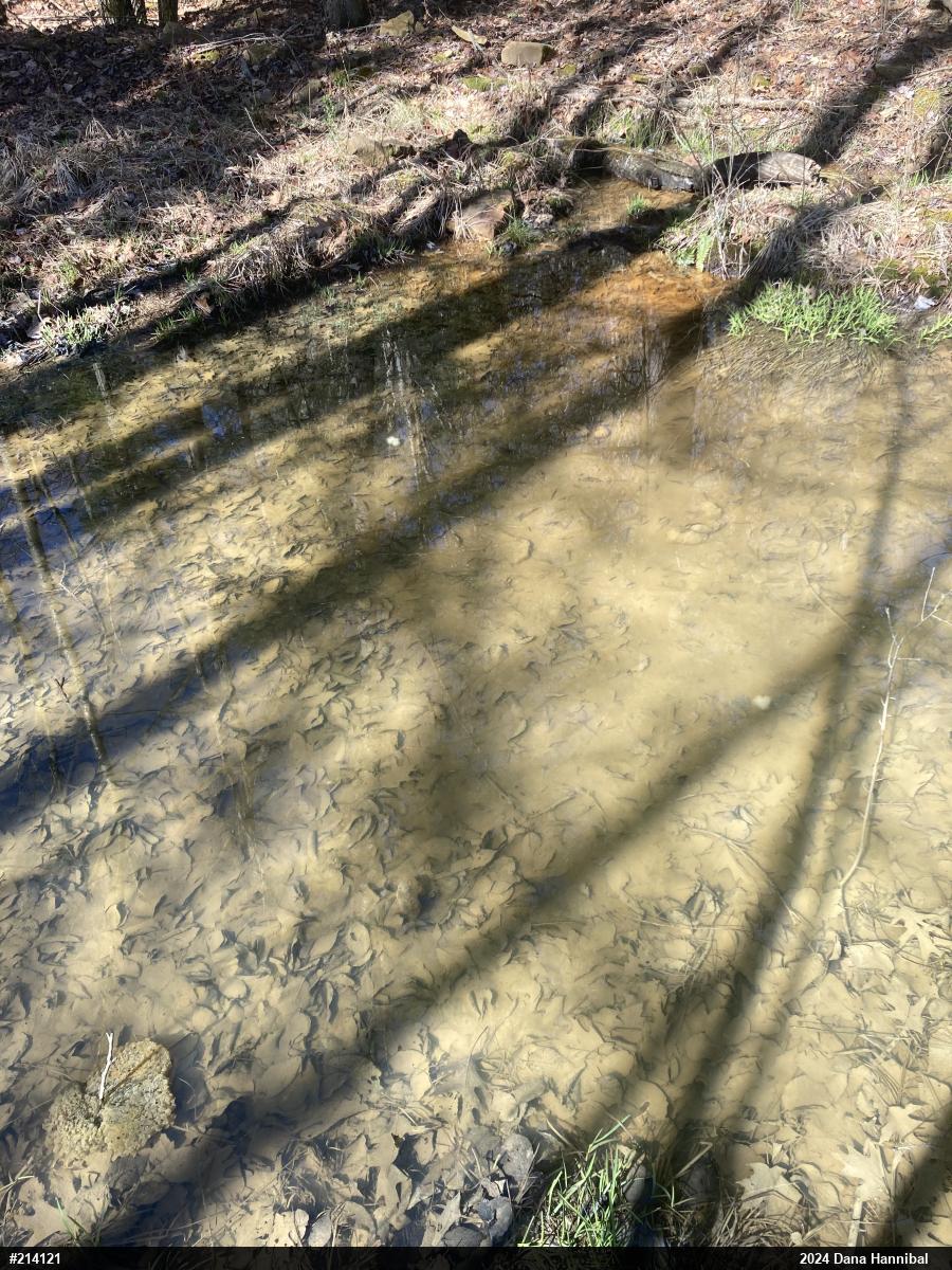 Spotted Salamander