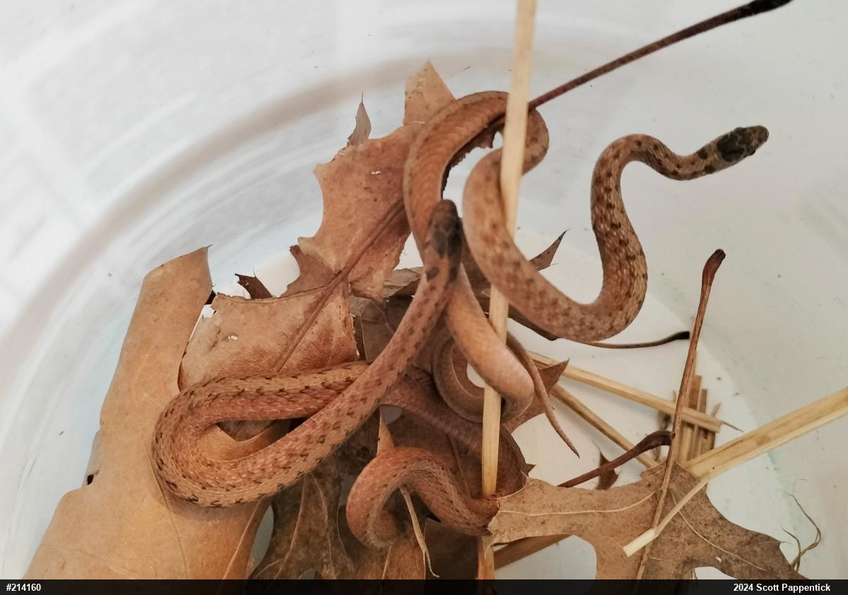 Dekay's Brownsnake