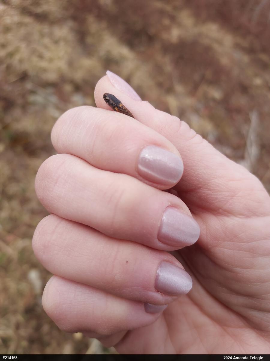 Red-bellied Snake