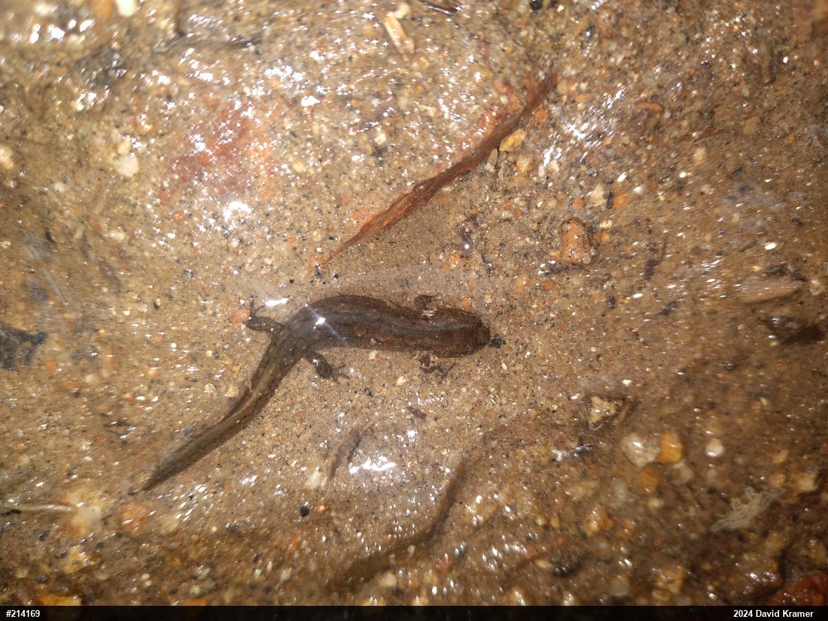 Northern Dusky Salamander