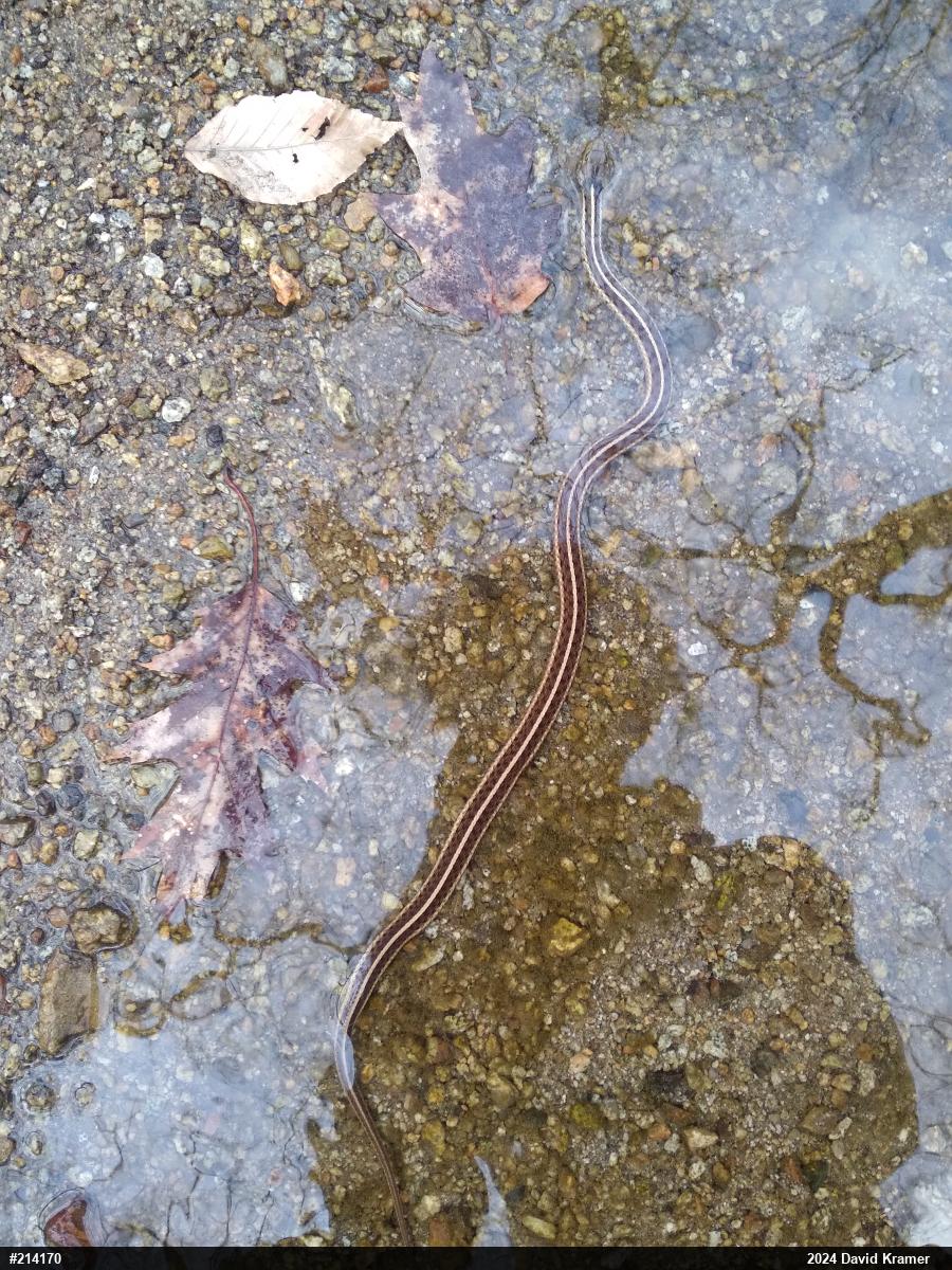 Eastern Gartersnake