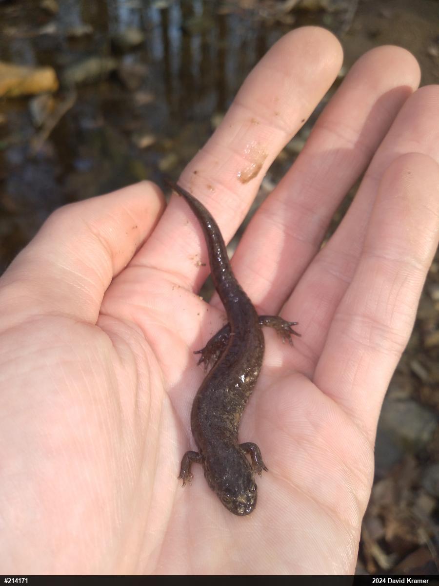 Northern Dusky Salamander