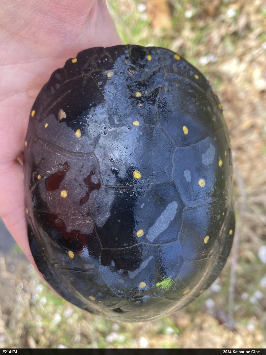 Spotted Turtle