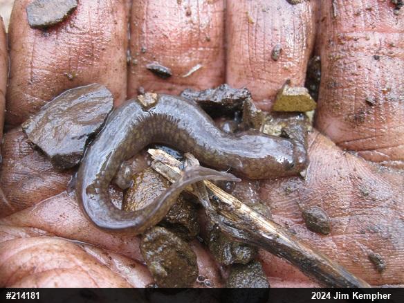 Northern Spring Salamander