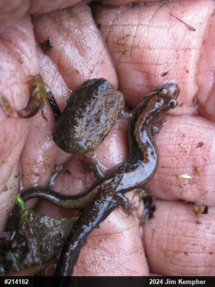 Allegheny Mountain Dusky Salamander