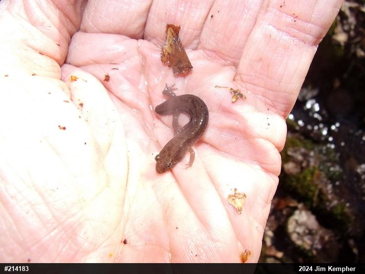 Allegheny Mountain Dusky Salamander