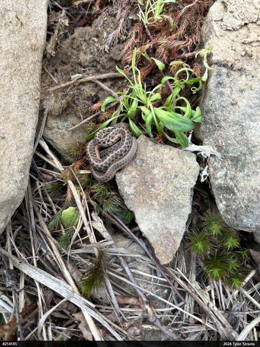 Eastern Gartersnake