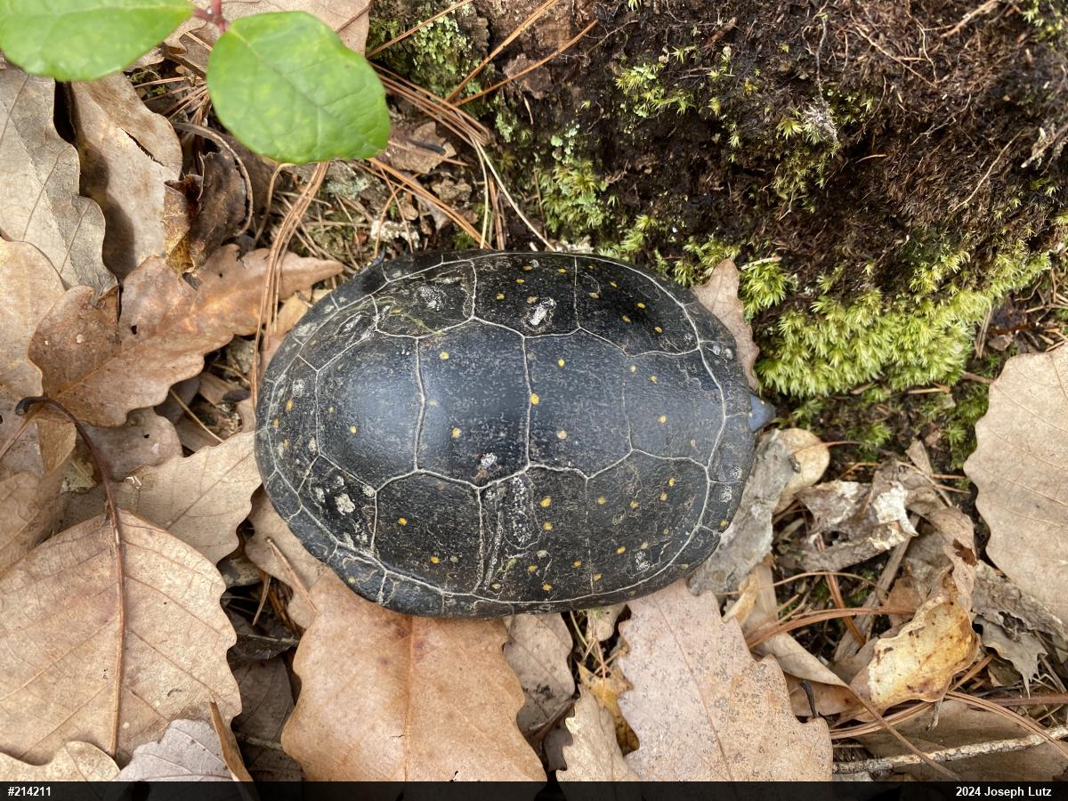 Spotted Turtle