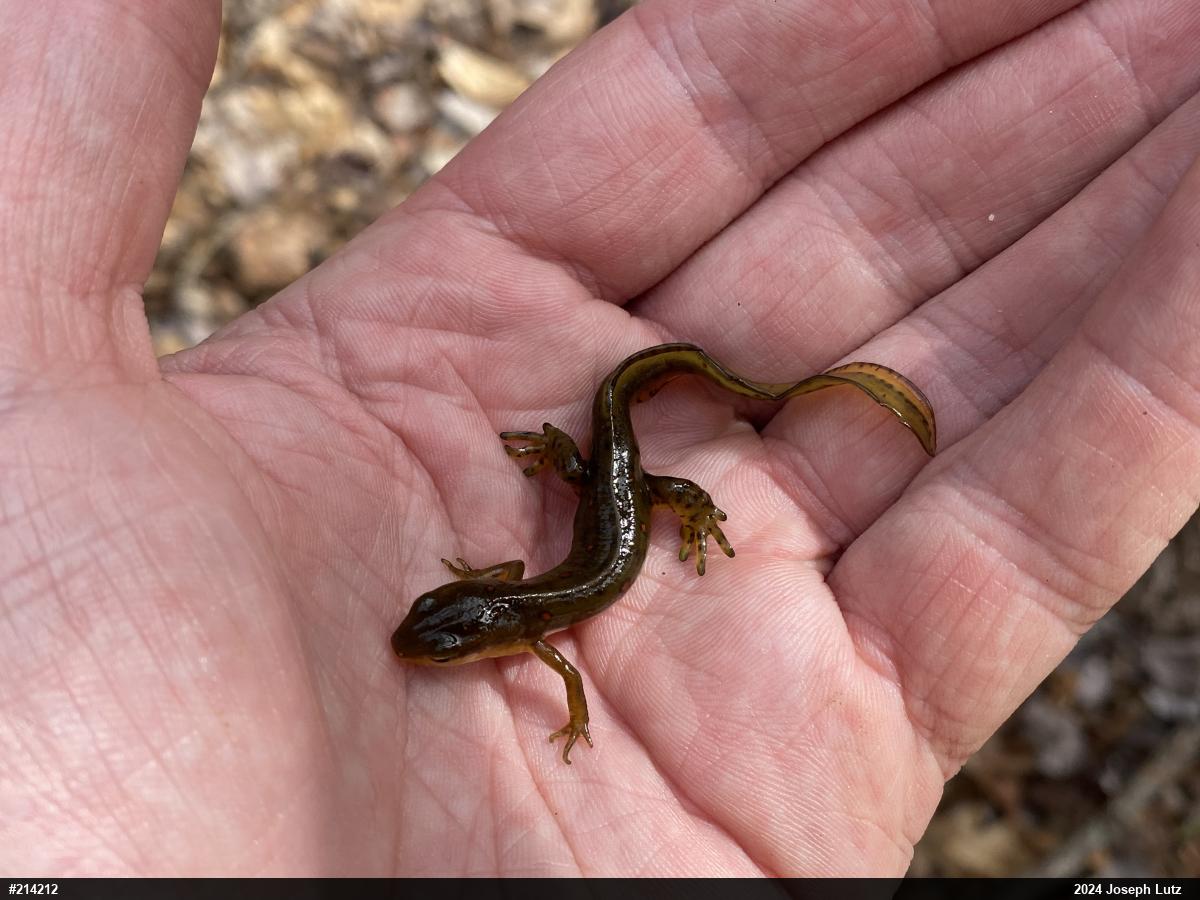 Red-spotted Newt