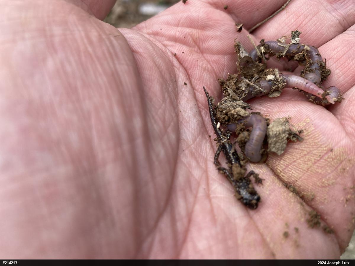 Northern Slimy Salamander