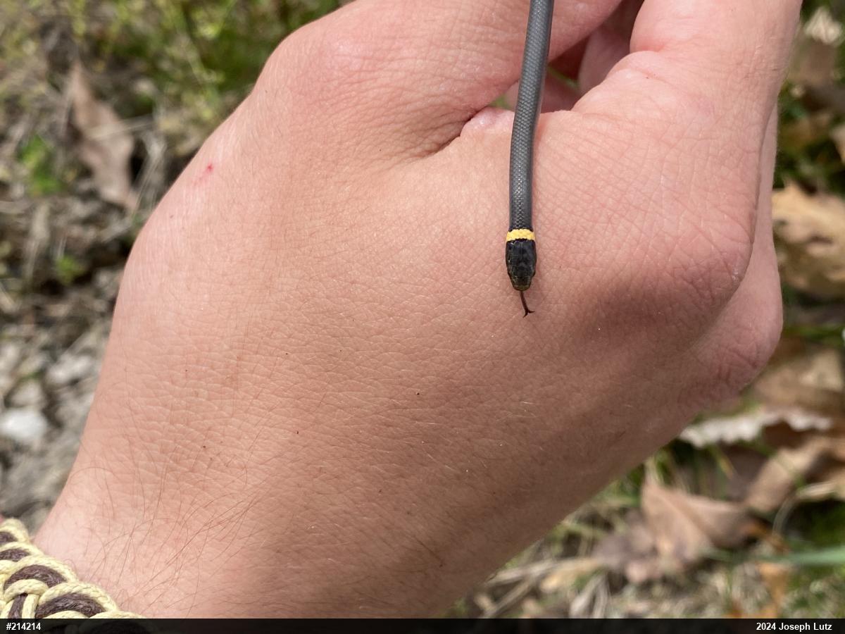 Northern Ring-necked Snake