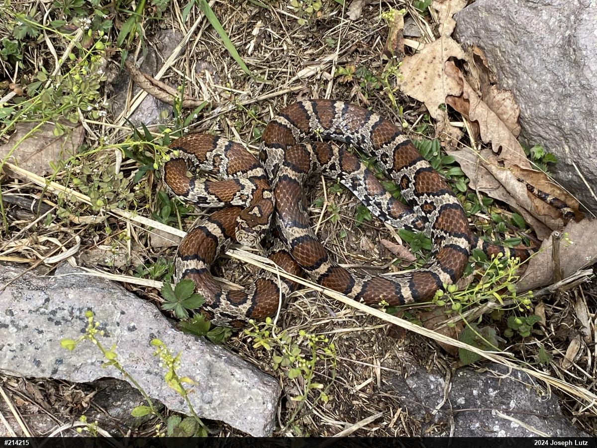 Eastern Milksnake