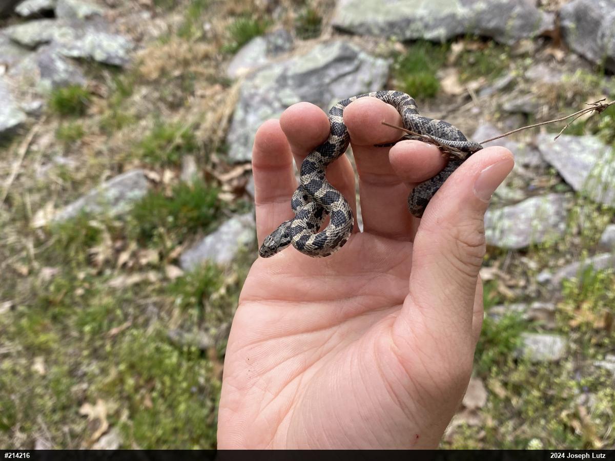 Eastern Ratsnake