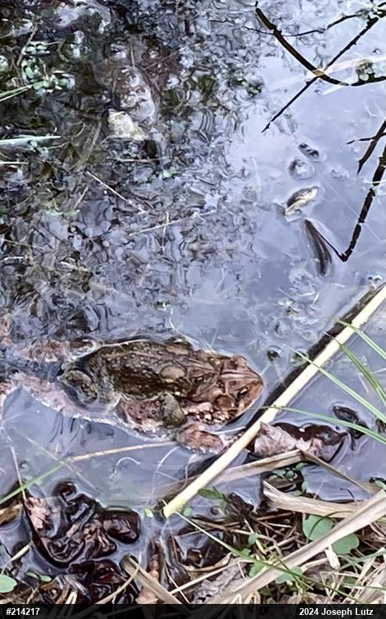 Eastern American Toad