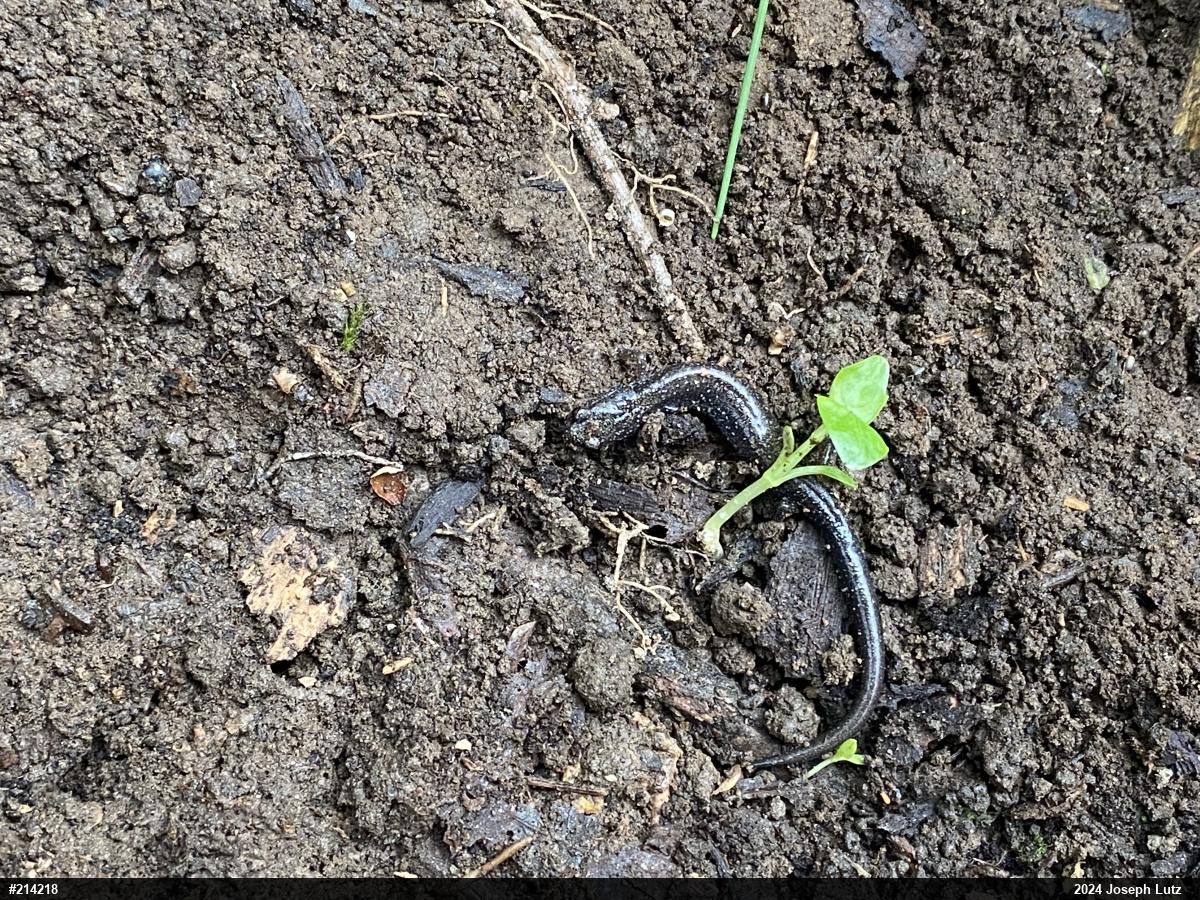 Eastern Red-backed  Salamander