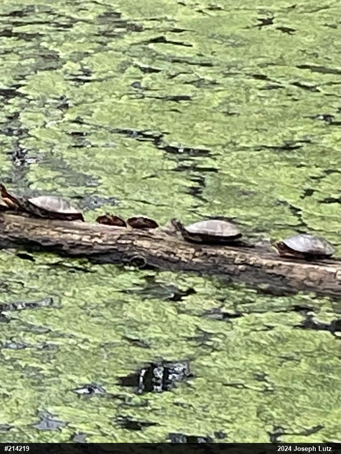 Painted Turtle