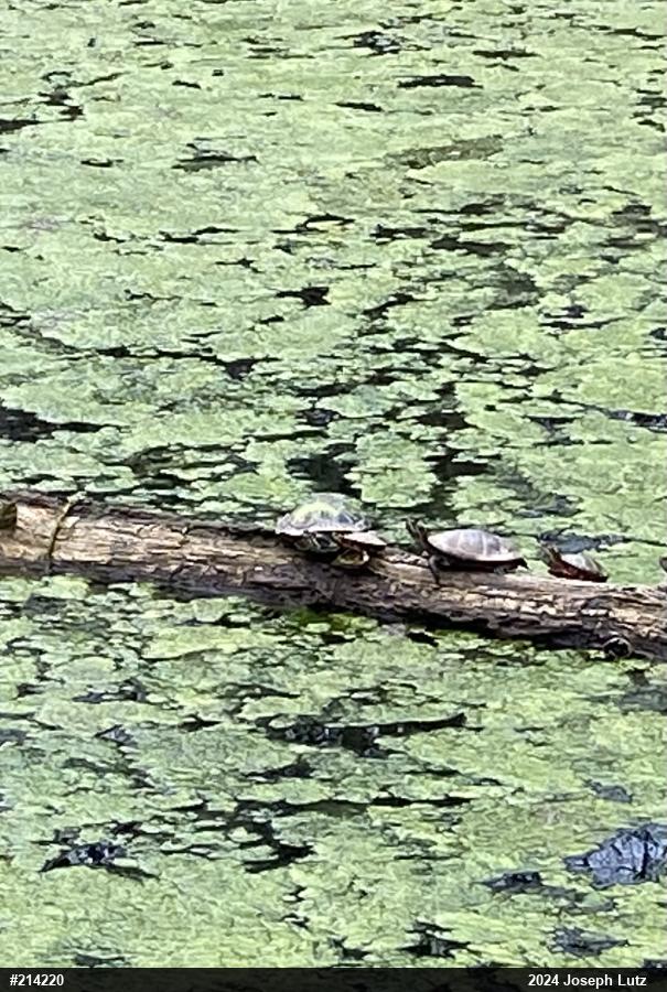 Pond Slider