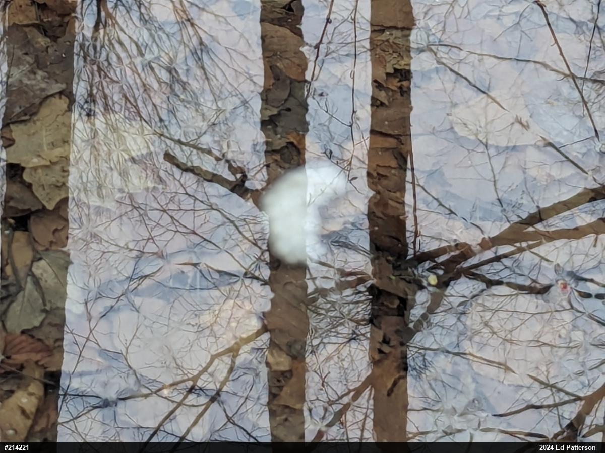 Spotted Salamander