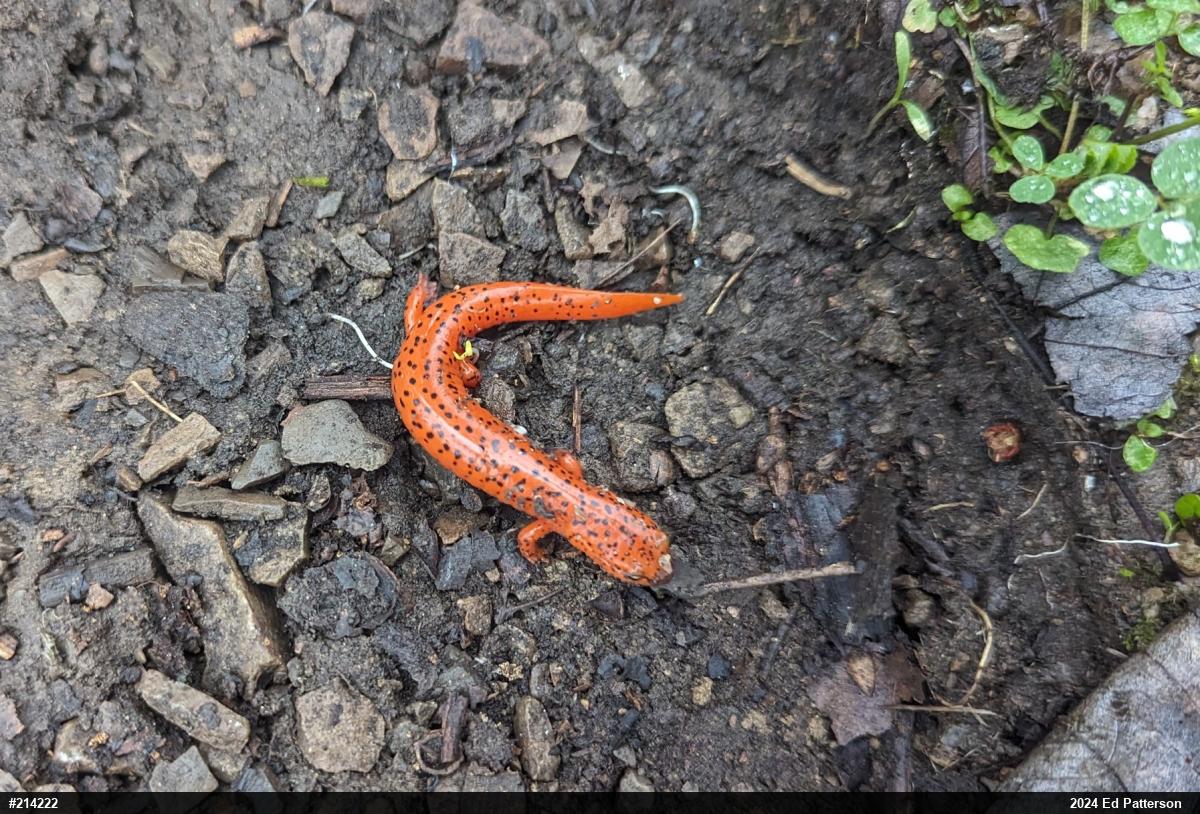 Northern Red Salamander