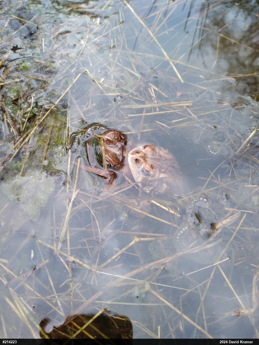 Eastern American Toad