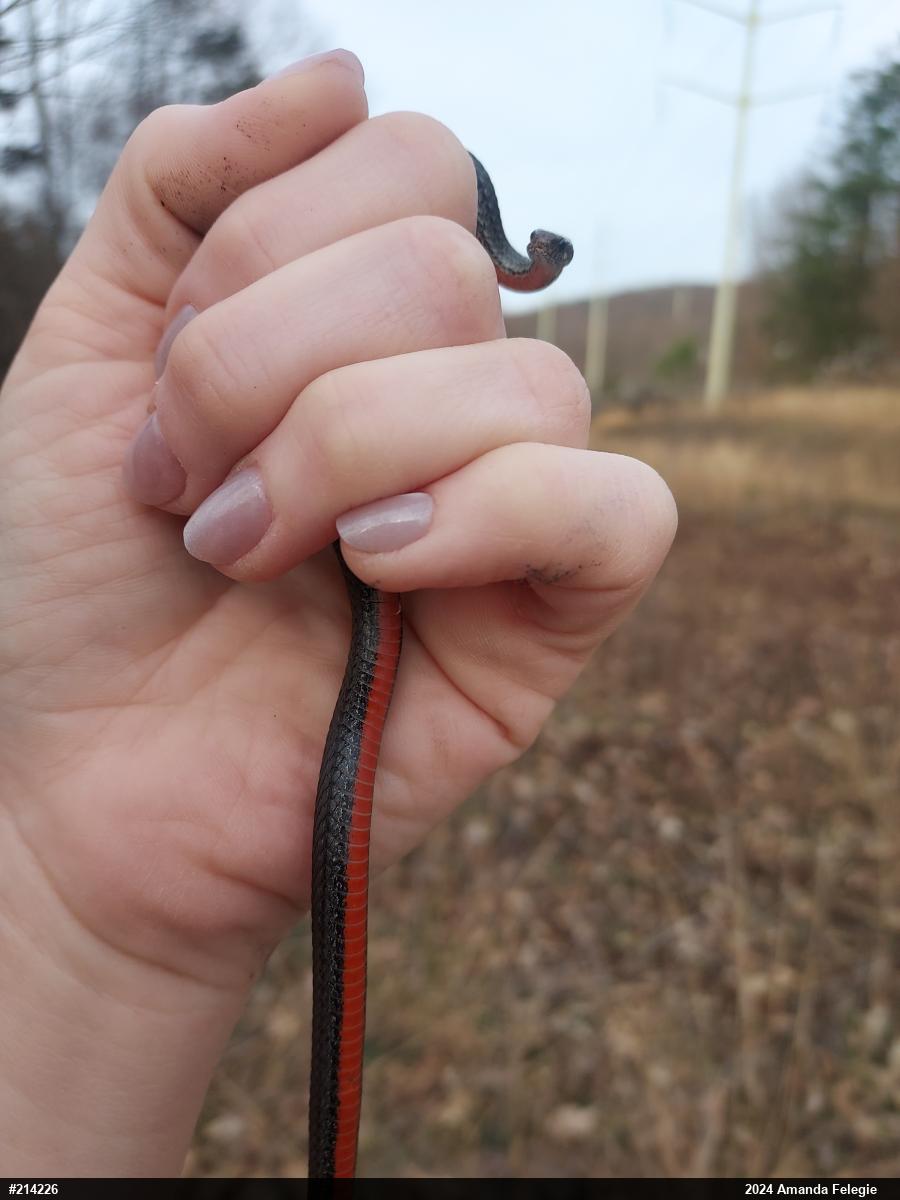 Red-bellied Snake