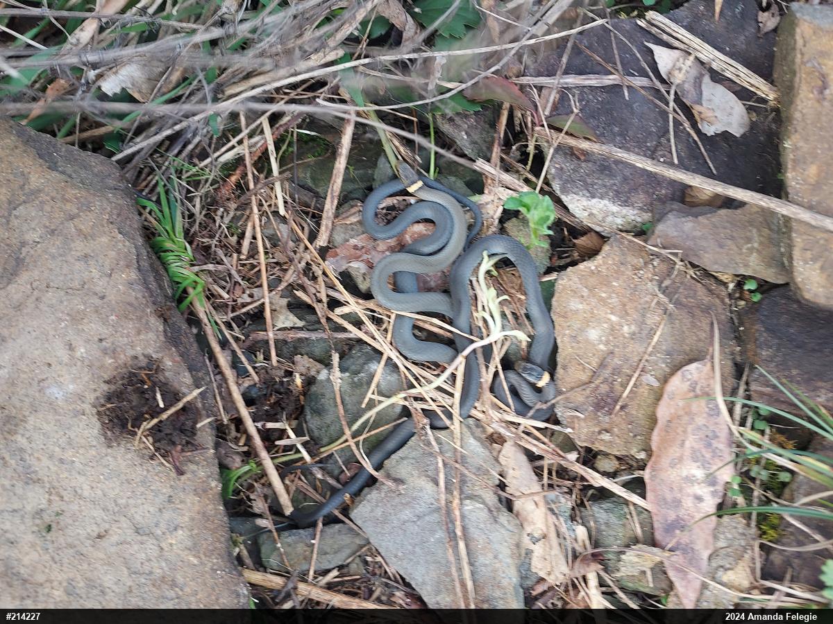 Northern Ring-necked Snake