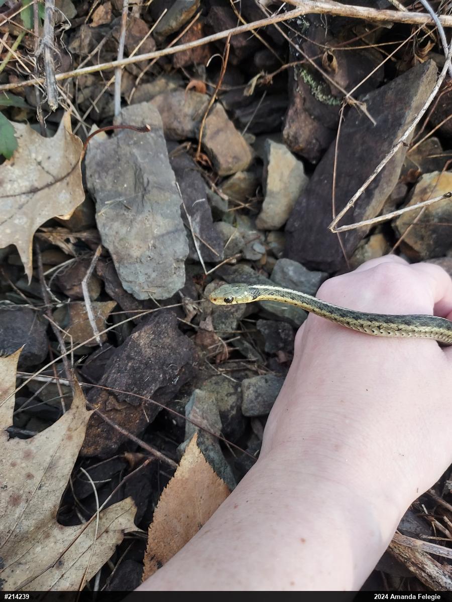 Eastern Gartersnake