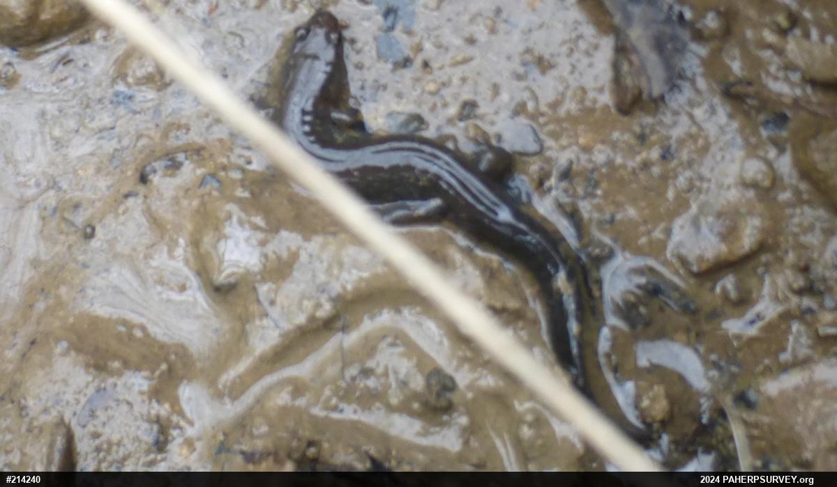 Northern Dusky Salamander