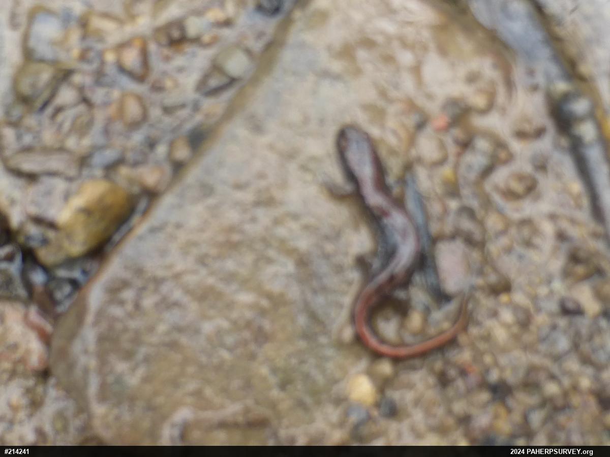 Dusky Salamanders