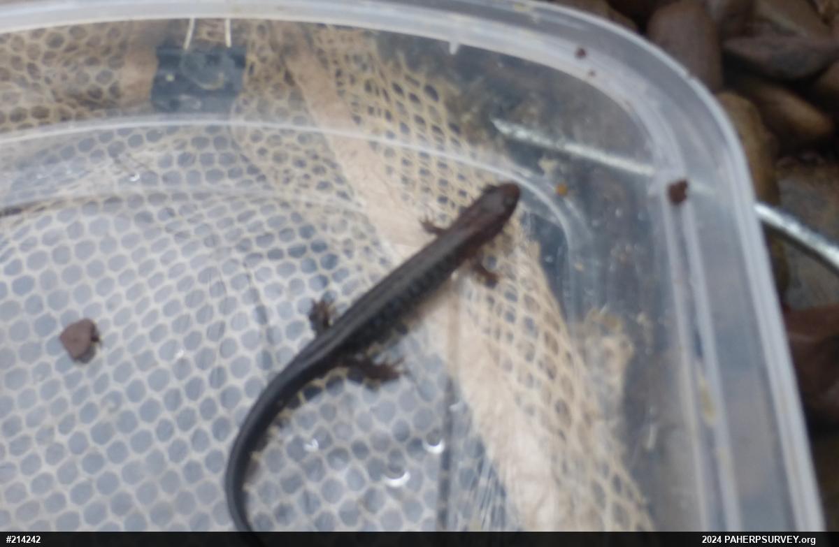 Allegheny Mountain Dusky Salamander