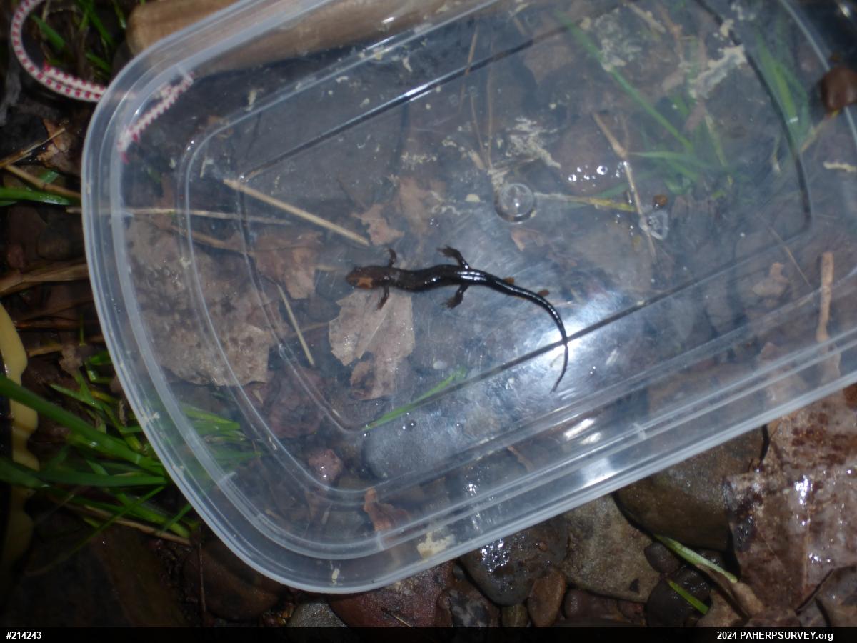 Allegheny Mountain Dusky Salamander