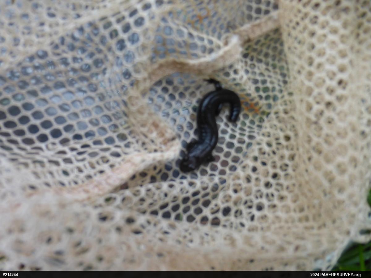 Dusky Salamanders