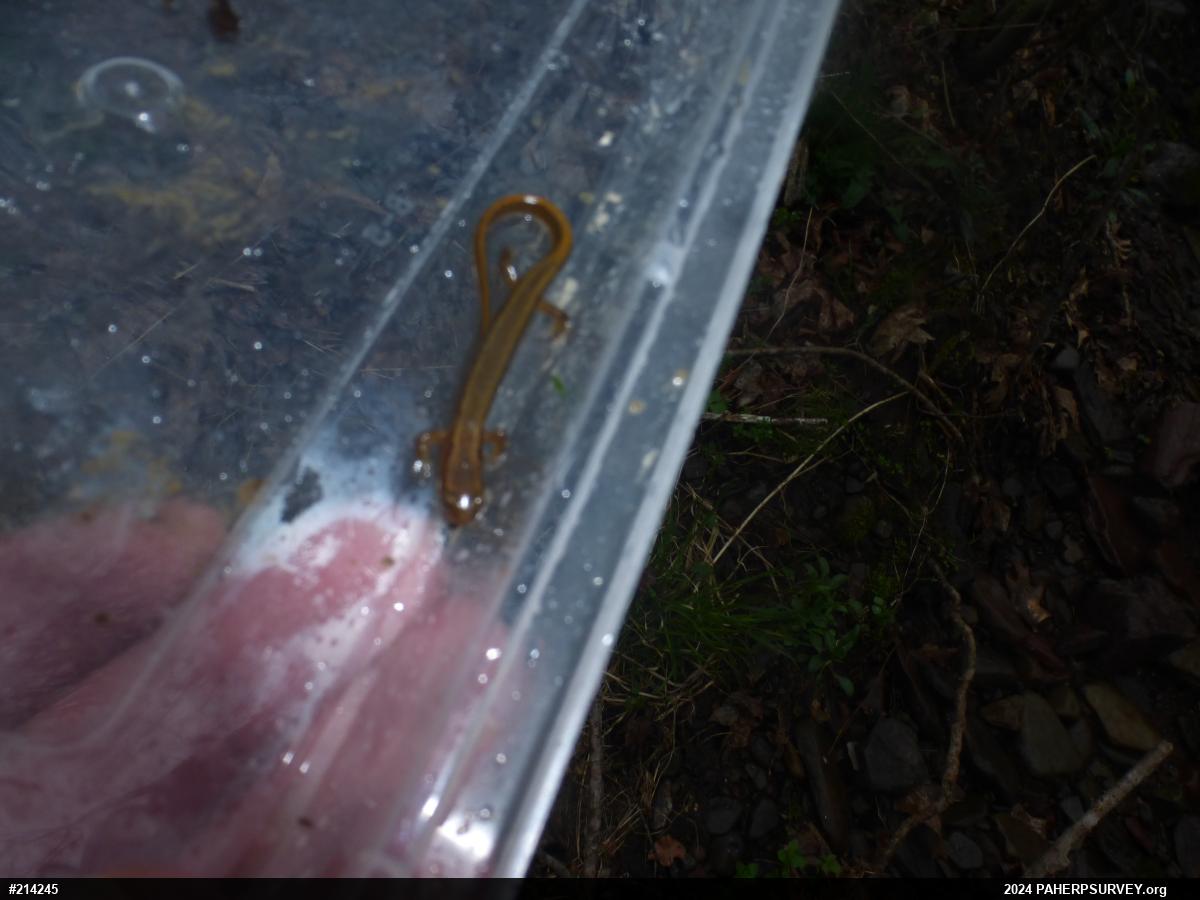 Northern Two-lined Salamander