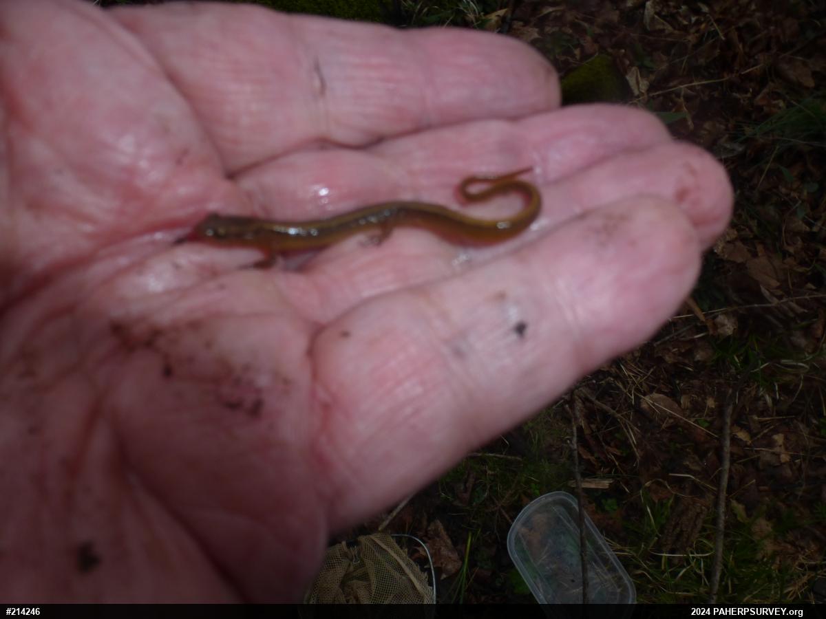 Northern Two-lined Salamander