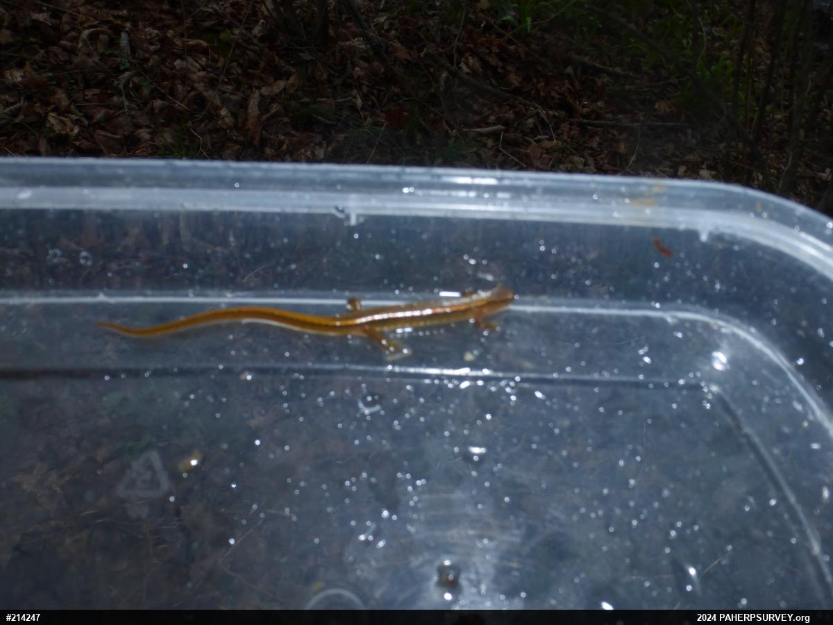 Northern Two-lined Salamander