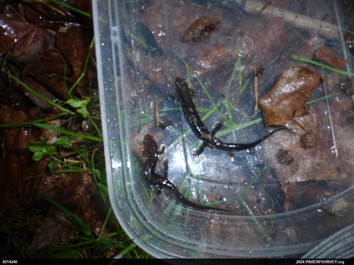 Allegheny Mountain Dusky Salamander