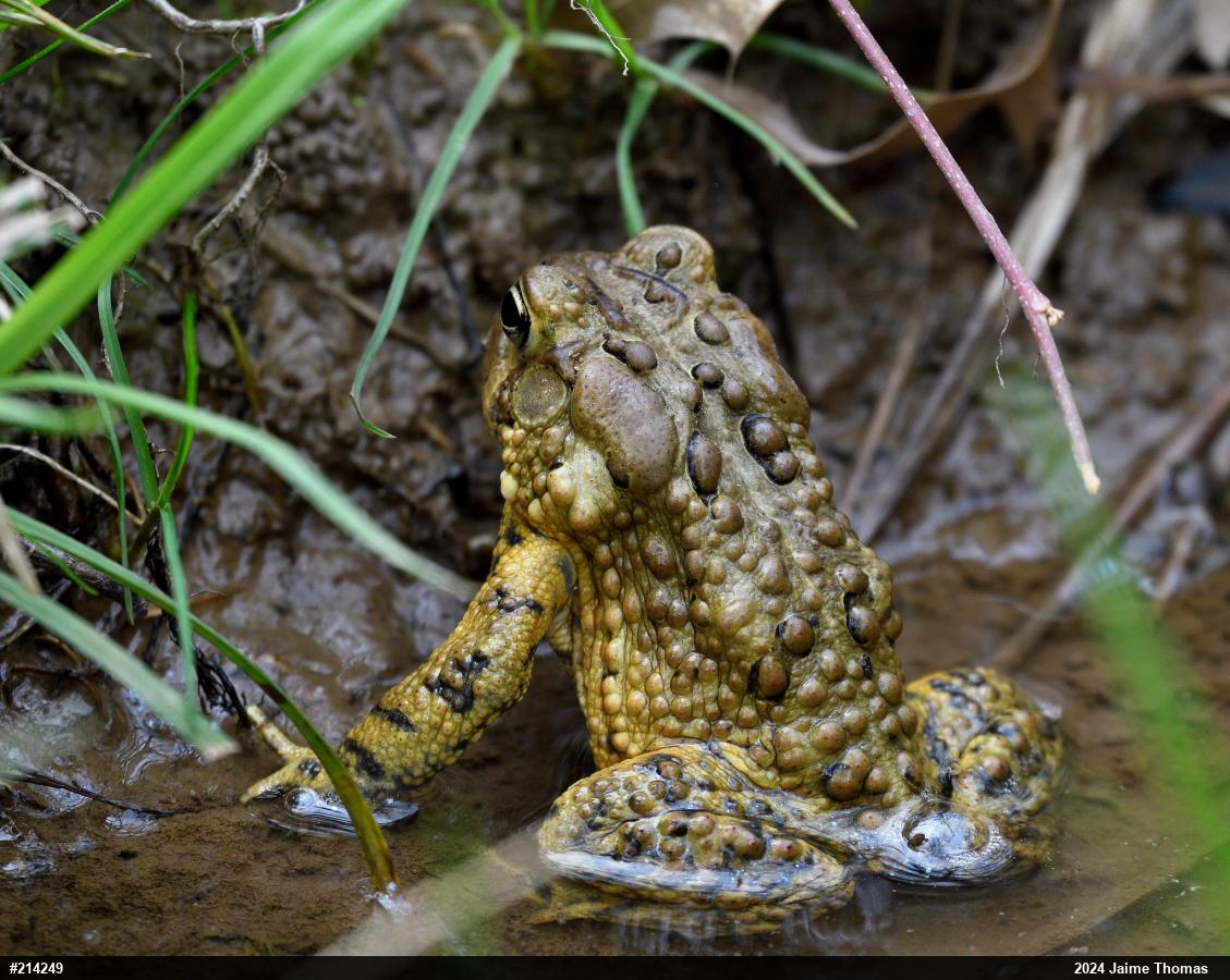 Eastern American Toad