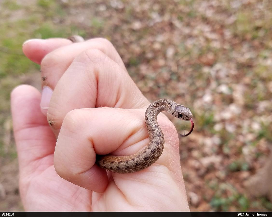 Dekay's Brownsnake