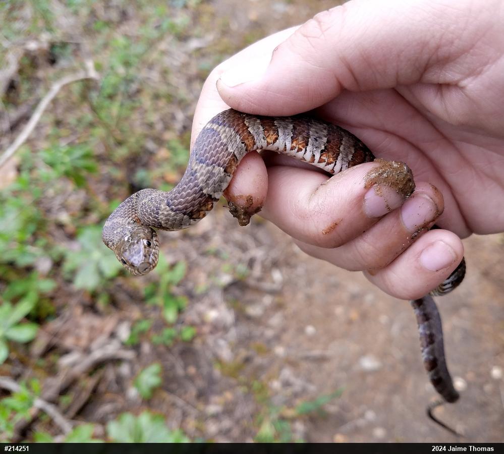 Northern Watersnake