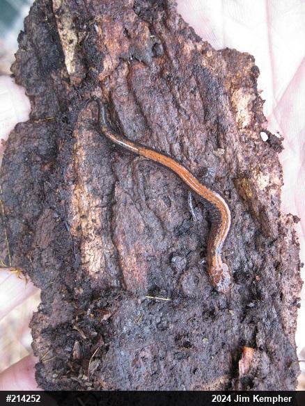 Eastern Red-backed  Salamander
