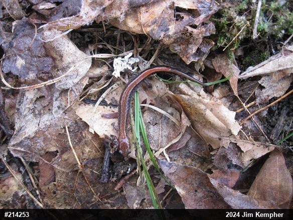 Eastern Red-backed  Salamander
